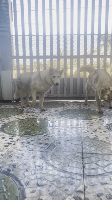 Chó Husky cái hơn 1 tuổi. Mua bán Chó tại Thành phố Buôn Ma Thuột Đắk Lắk được đăng bởi Tên chưa cung cấp hình 1