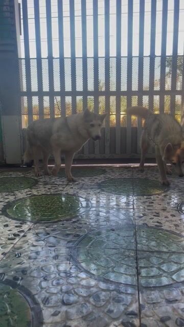 Chó Husky cái hơn 1 tuổi. Mua bán Chó tại Thành phố Buôn Ma Thuột Đắk Lắk được đăng bởi Tên chưa cung cấp hình 1