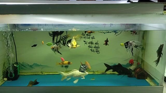 Cá cảnh nhiều loại . Mua bán Thú cưng khác tại Quận 6 Tp Hồ Chí Minh được đăng bởi Hoàng Long hình 1