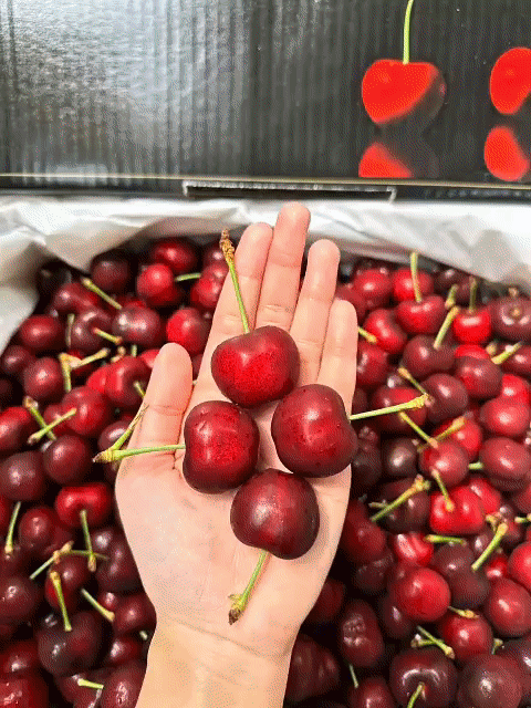 Cherry Mỹ XFoods Đỏ. Mua bán Đồ ăn, thực phẩm và các loại khác tại Quận Gò Vấp Tp Hồ Chí Minh được đăng bởi Dang Nguyen hình 1