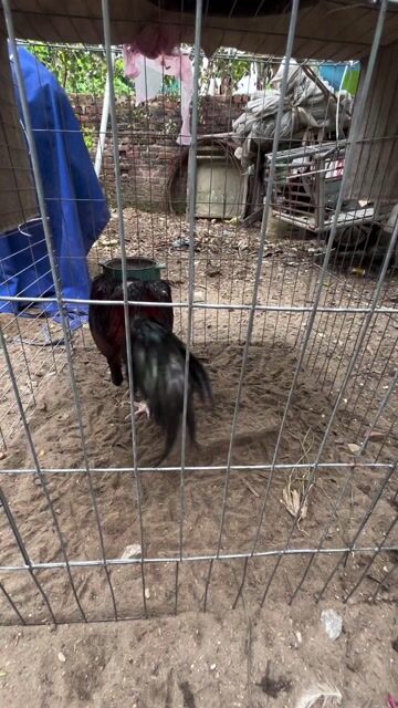 Gà Pakoy Thái Lan Đực. Mua bán Gà tại Huyện Đông Anh Hà Nội được đăng bởi Hung Chu hình 1