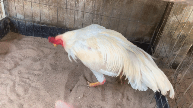 Gà chọi Đực Trắng 3.4kg. Mua bán Gà tại Thành phố Thủ Đức Tp Hồ Chí Minh được đăng bởi Hung hình 1