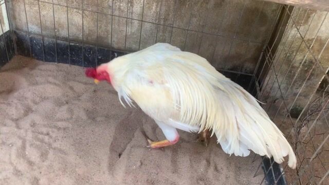 Gà chọi Đực Trắng 3.4kg. Mua bán Gà tại Thành phố Thủ Đức Tp Hồ Chí Minh được đăng bởi Hung hình 1
