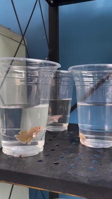 Bán cá betta các loại. Mua bán Thú cưng khác tại Huyện Hóc Môn Tp Hồ Chí Minh được đăng bởi Trần Bảo Châu hình 1