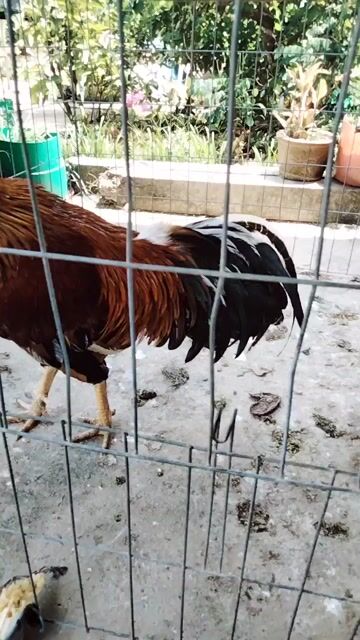 Gà khét. Mua bán Gà tại Huyện Châu Thành Long An được đăng bởi Băng Nguyên hình 1