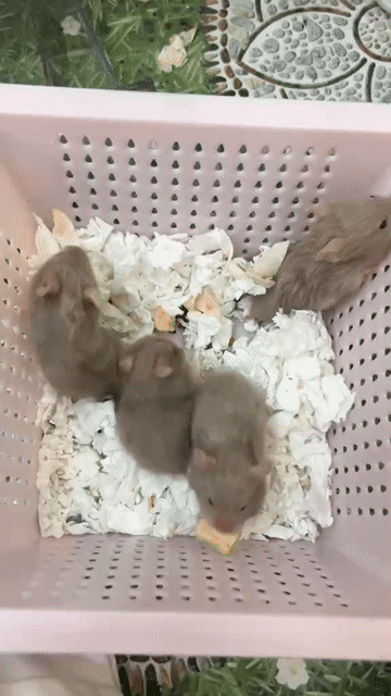 Hamster Xám Tạng To. Mua bán Thú cưng khác tại Thành phố Vũng Tàu Bà Rịa - Vũng Tàu được đăng bởi Ngọc Bảo hình 1