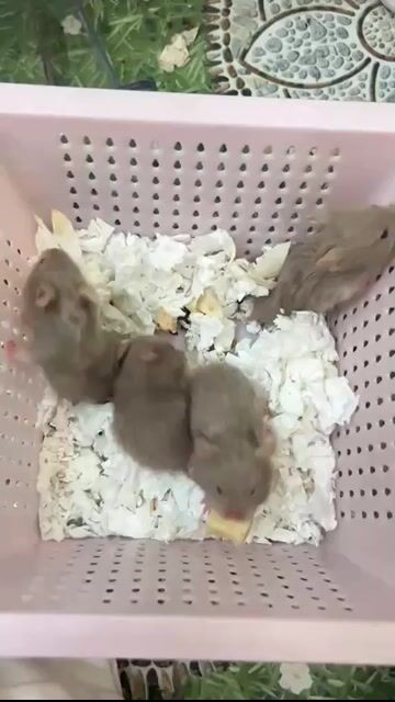 Hamster Xám Tạng To. Mua bán Thú cưng khác tại Thành phố Vũng Tàu Bà Rịa - Vũng Tàu được đăng bởi Ngọc Bảo hình 1
