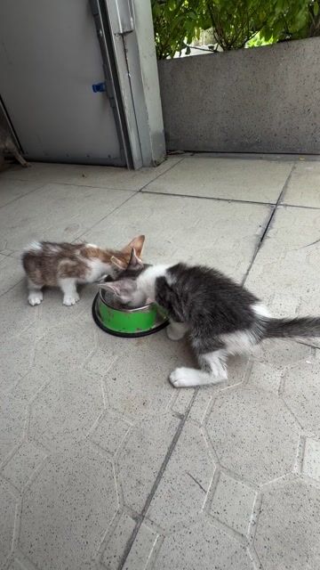 Mèo Xiêm 2 tháng tuổi Xám trắng Vàng trắng. Mua bán Mèo tại Quận Tân Phú Tp Hồ Chí Minh được đăng bởi Cty TNHH TM DV SX LINH DŨNG hình 1