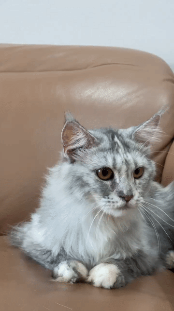 Mèo Mainecoon cái 5 tháng 1 mũi. Mua bán Mèo tại Quận Nam Từ Liêm Hà Nội được đăng bởi Hoa Quỳnh hình 1