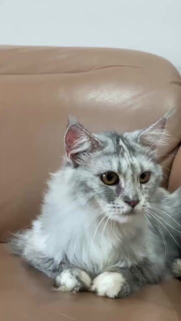 Mèo Mainecoon cái 5 tháng 1 mũi. Mua bán Mèo tại Quận Nam Từ Liêm Hà Nội được đăng bởi Hoa Quỳnh hình 1
