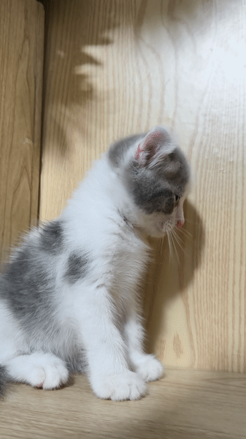 Mèo Mỹ tai xoắn đực Harlequin blue hồng. Mua bán Mèo tại Quận 5 Tp Hồ Chí Minh được đăng bởi Miss An hình 1
