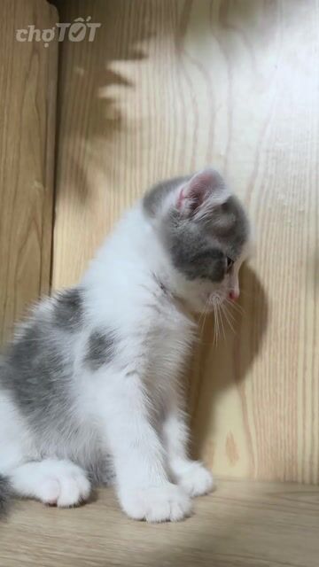 Mèo Mỹ tai xoắn đực Harlequin blue hồng. Mua bán Mèo tại Quận 5 Tp Hồ Chí Minh được đăng bởi Miss An hình 1