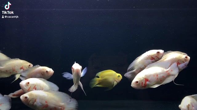 Tai Tượng Tiger Abino. Mua bán Thú cưng khác tại Quận Bình Tân Tp Hồ Chí Minh được đăng bởi Cá Cảnh JK HCM hình 1