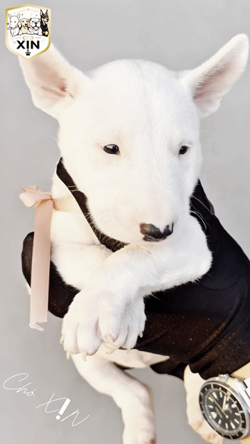 Chó Bullterrier cái 50 ngày tuối rất xinh đẹp. Mua bán Chó tại Quận 11 Tp Hồ Chí Minh được đăng bởi Huynh Sang hình 1