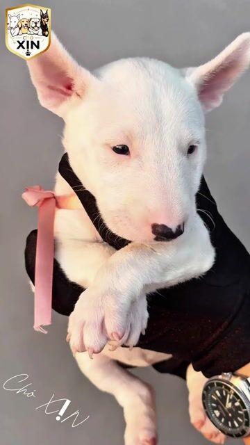 Chó Bullterrier cái 50 ngày tuối rất xinh đẹp. Mua bán Chó tại Quận 11 Tp Hồ Chí Minh được đăng bởi Huynh Sang hình 1