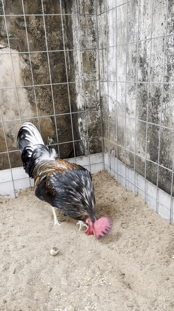 Gà chọi Butcher đực 6 tháng. Mua bán Gà tại Quận 8 Tp Hồ Chí Minh được đăng bởi Tấn Sang hình 1