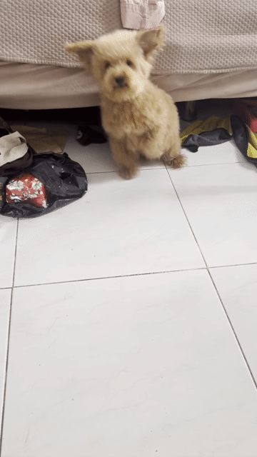 Chó Poodle cái 8 tháng. Mua bán Chó tại Thành phố Thủ Đức Tp Hồ Chí Minh được đăng bởi Hạ Mi hình 1