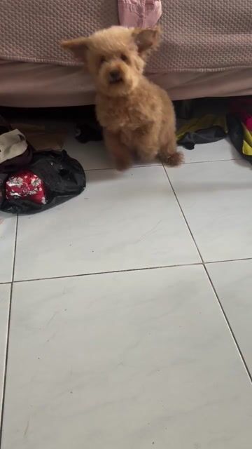 Chó Poodle cái 8 tháng. Mua bán Chó tại Thành phố Thủ Đức Tp Hồ Chí Minh được đăng bởi Hạ Mi hình 1