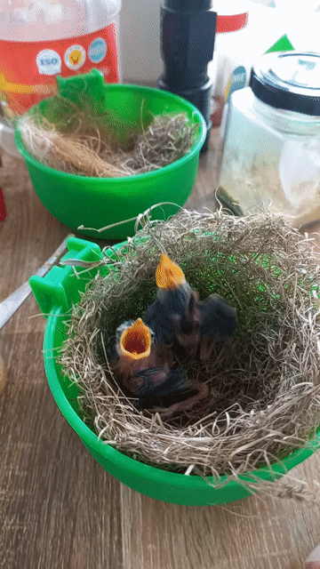 Cặp Chim sâu lát. Mua bán Chim tại Thành phố Thủ Đức Tp Hồ Chí Minh được đăng bởi Cá betta Long Nguyễn hình 1