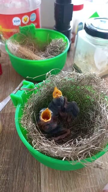 Cặp Chim sâu lát. Mua bán Chim tại Thành phố Thủ Đức Tp Hồ Chí Minh được đăng bởi Cá betta Long Nguyễn hình 1