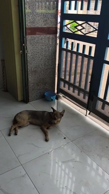 Chó con đen dưới 1 năm đã tiêm. Mua bán Chó tại Huyện Trảng Bom Đồng Nai được đăng bởi Phạm Văn  hình 1