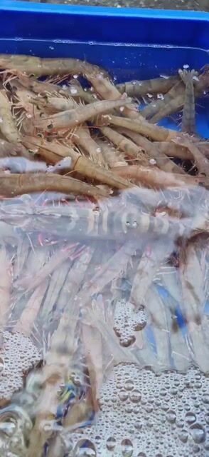 Tôm chì sống tươi ngon. Mua bán Đồ ăn, thực phẩm và các loại khác tại Quận Hải Châu Đà Nẵng được đăng bởi Đặng Lý hình 1