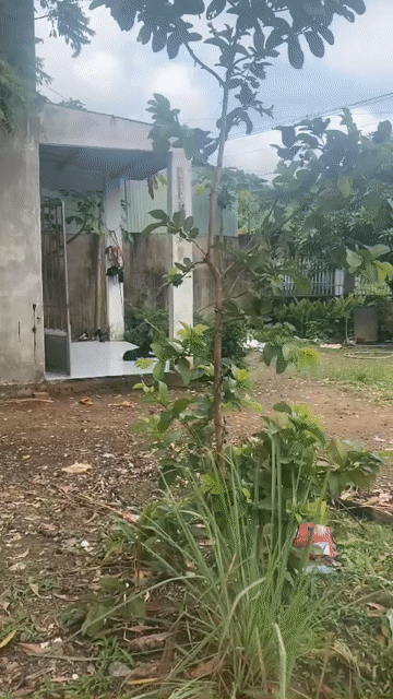 Mua bán Đất Huyện Đồng Phú Bình Phước diện tích 1030 m² giá 390 triệu