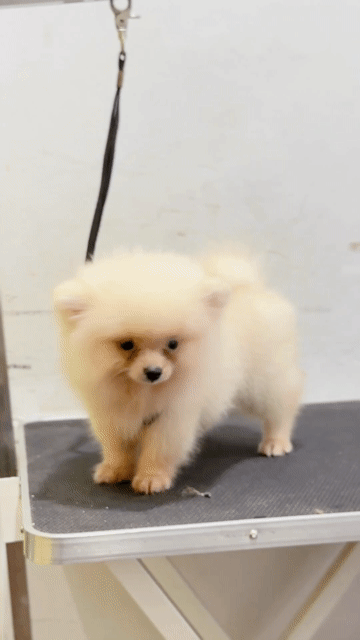 Phốc sóc cái 2 tháng thuần chủng (pomeranian). Mua bán Chó tại Quận Ninh Kiều Cần Thơ được đăng bởi Nguyễn Dương hình 1