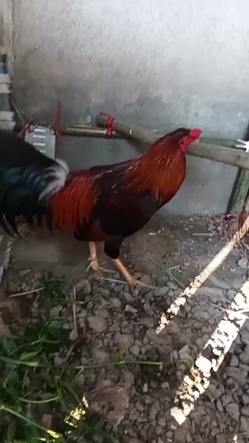 Gà trống 6 tháng 2.2kg Đỏ đen. Mua bán Gà tại Huyện Phước Long Bạc Liêu được đăng bởi Chi Huynh hình 1