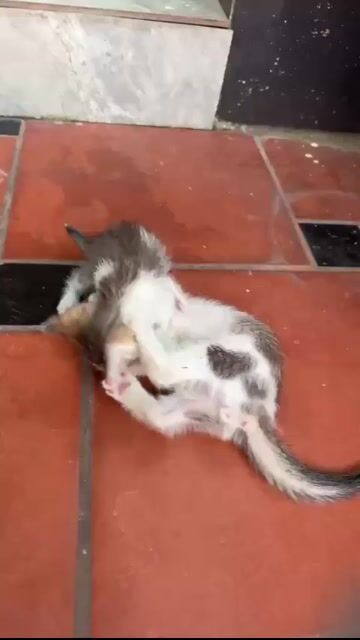 Mèo ALN lai ta 1.5 tháng tuổi. Mua bán Mèo tại Huyện Sóc Sơn Hà Nội được đăng bởi Nguyen Tue Anh hình 1