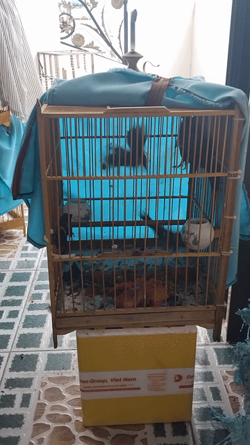 Chim trao trảo 4 con. Mua bán Chim tại Quận Bình Tân Tp Hồ Chí Minh được đăng bởi Vuong Nguyen Minh Vuong hình 1