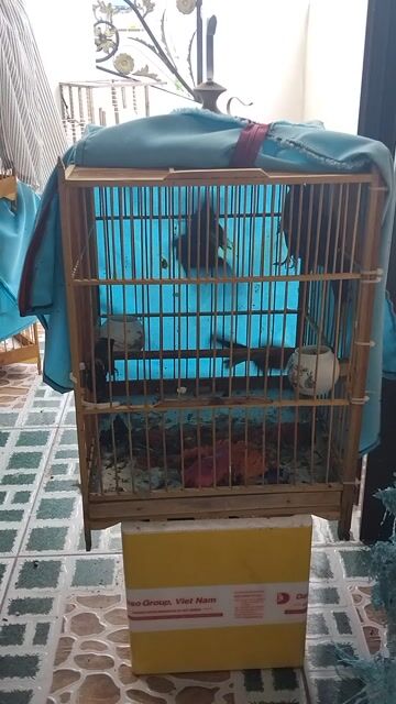 Chim trao trảo 4 con. Mua bán Chim tại Quận Bình Tân Tp Hồ Chí Minh được đăng bởi Vuong Nguyen Minh Vuong hình 1