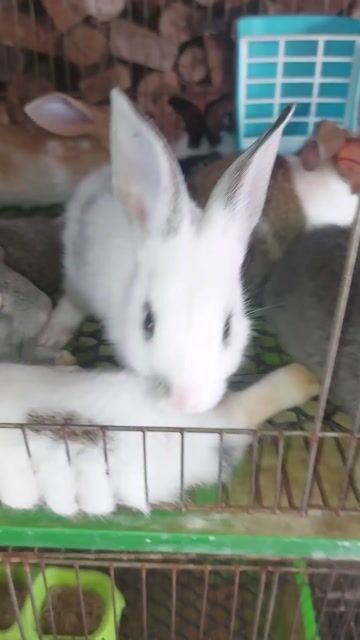 Thỏ Nông trại đã ngừa Ecoli. Mua bán Thú cưng khác tại Quận Bình Thạnh Tp Hồ Chí Minh được đăng bởi Nông Trại Thỏ Con hình 1