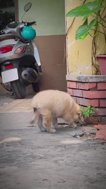 Chó Gấu Bắc Hà Vàng Kim 4 Chân Trắng (Chuẩn Giống). Mua bán Chó tại Quận Gò Vấp Tp Hồ Chí Minh được đăng bởi Shop SH Và Chó Cộc Sài Gòn hình 1