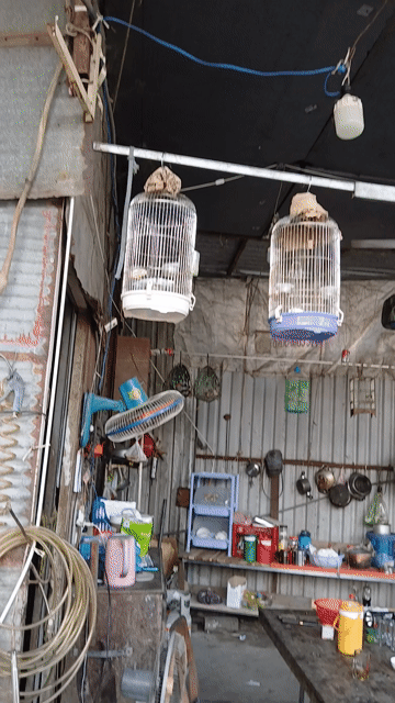 Chim cảnh non. Mua bán Chim tại Thành phố Thuận An Bình Dương được đăng bởi A Gà hình 1