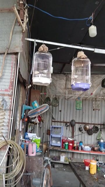 Chim cảnh non. Mua bán Chim tại Thành phố Thuận An Bình Dương được đăng bởi A Gà hình 1