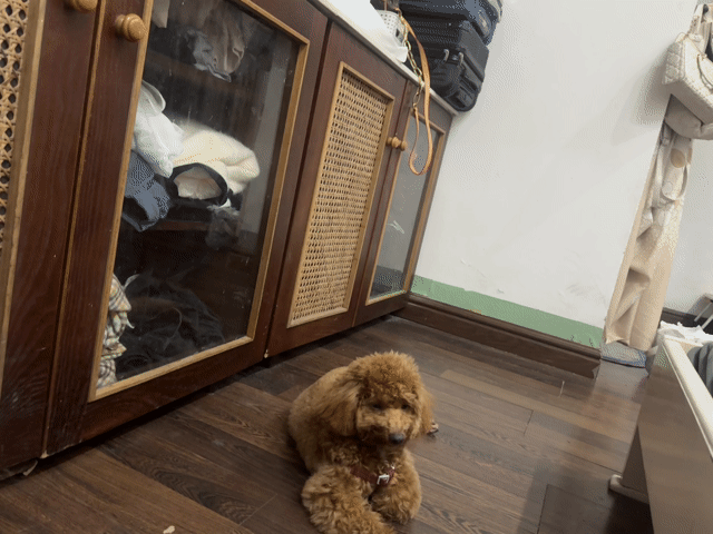 Chó Poodle cái 6 tháng tuổi. Mua bán Chó tại Quận Cẩm Lệ Đà Nẵng được đăng bởi BabyPeony hình 1