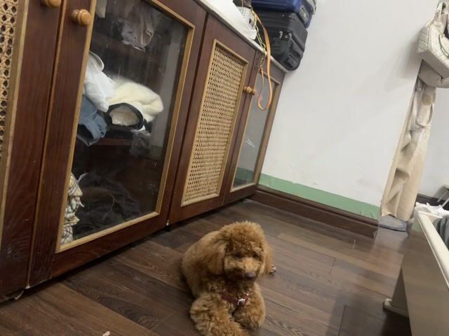 Chó Poodle cái 6 tháng tuổi. Mua bán Chó tại Quận Cẩm Lệ Đà Nẵng được đăng bởi BabyPeony hình 1