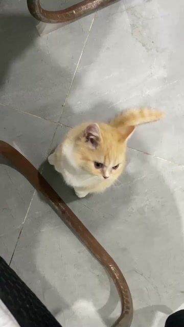 Mèo Munchkin Vàng kem đủ 3 mũi. Mua bán Mèo tại Quận Nam Từ Liêm Hà Nội được đăng bởi Đinh Văn Sơn hình 1