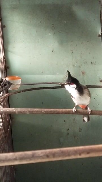 Chim chào mào hơn vụ. Mua bán Chim tại Huyện Trảng Bom Đồng Nai được đăng bởi Hoàng  hình 1