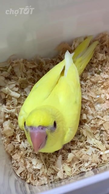 Ringneck Lutino. Mua bán Chim tại Quận 12 Tp Hồ Chí Minh được đăng bởi Monk quaker parot hình 1