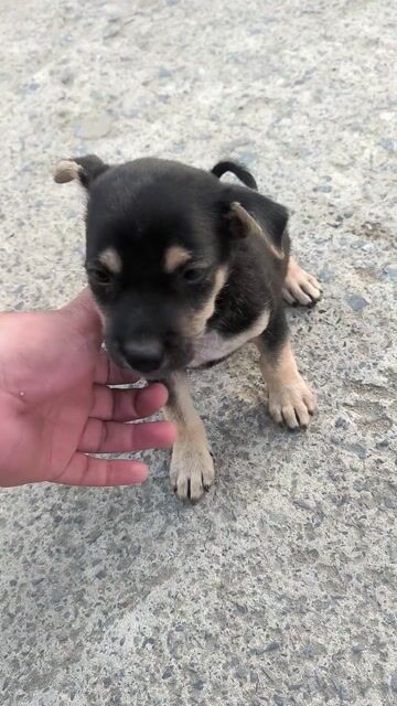 Chó ta lai đực 1.5 tháng. Mua bán Chó tại Thành phố Tây Ninh Tây Ninh được đăng bởi NGUYỄN MẠNH TRÍ hình 1