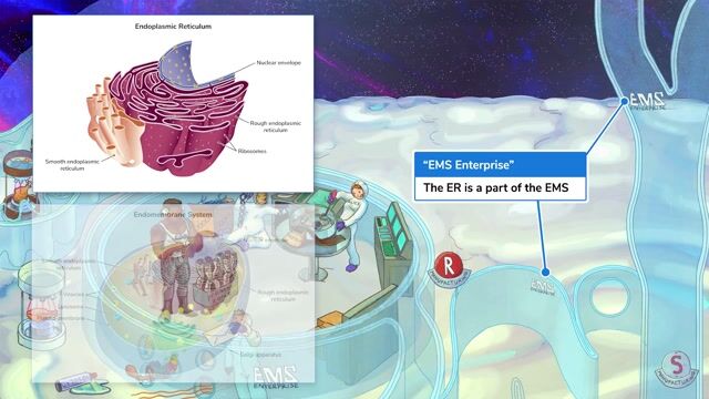 The Endoplasmic Reticulum, Vesicles, and the Golgi Apparatus