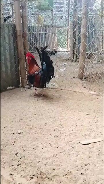 Gà Mỹ trống 8 tháng Điều đỏ. Mua bán Gà tại Huyện Mỹ Xuyên Sóc Trăng được đăng bởi Châu Minh Nhựt  hình 1
