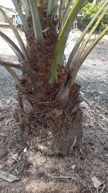 Cây chà là Trung Đông 11 năm. Mua bán Cây cảnh, đồ trang trí tại Huyện Mỏ Cày Nam Bến Tre được đăng bởi TRI NGUYỄN VĂN hình 1