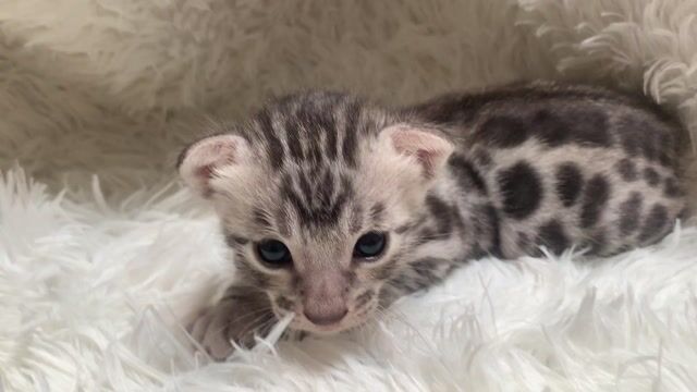 Mèo Bengal Bạc lông mượt. Mua bán Mèo tại Thành phố Biên Hòa Đồng Nai được đăng bởi Tâm Hạnh hình 1