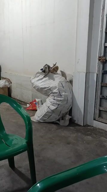 Cần ra đi đàn mèo lai. Mua bán Mèo tại Huyện Nhà Bè Tp Hồ Chí Minh được đăng bởi Minh Nguyễn hình 1