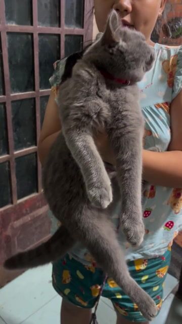 Mèo Anh lông ngắn đực 1 năm. Mua bán Mèo tại Thành phố Tân An Long An được đăng bởi Thien Phuc hình 1