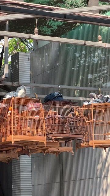 Chim chào mào Đen trắng đỏ. Mua bán Chim tại Thị xã Hương Trà Thừa Thiên Huế được đăng bởi Khanh Han hình 1