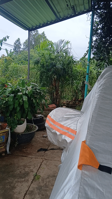 Gà tơ chuố.i mã vàng 8 con. Mua bán Gà tại Thành phố Buôn Ma Thuột Đắk Lắk được đăng bởi Phong hình 1